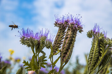 Honey plant. Phacelia blooms with bright purple and blue flowers. Bees collect honey. Selective focus. Blurred background.