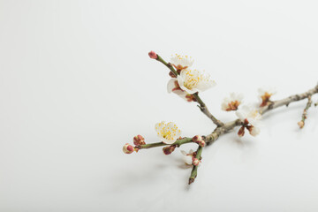 Fototapeta na wymiar 満開の梅の花