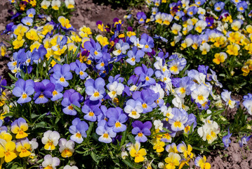 Heartsease (Viola tricolor) in garden