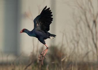 Grey-headed Swamphen takeoff at Asker Marsh, Bahrain