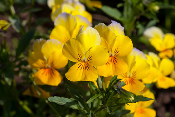 Heartsease (Viola tricolor) in garden