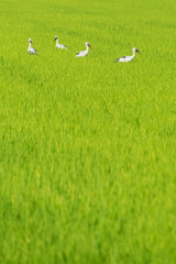 Obraz na płótnie Canvas Four pelicans stand in a rice field. in countryside at Thailand