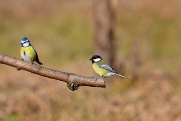 The blue and great tit sitting on a tree branch in autumn background
