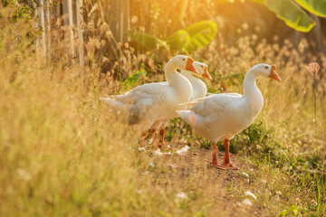 White geese the rest and cleaning plumage after bathing on grass at sunset.