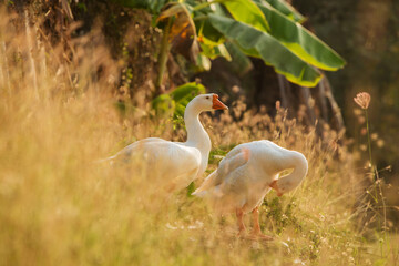 White geese the rest and cleaning plumage after bathing on grass at sunset.