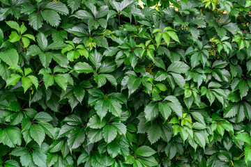Wall of green leaves
