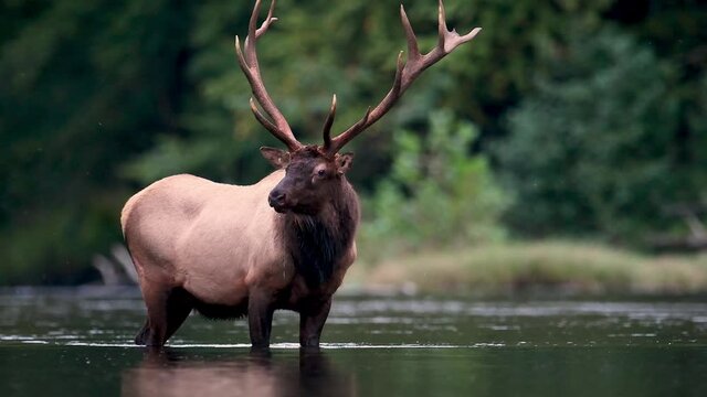 Bull elk in autumn during the rut video clip in 4k