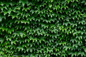 Wall of green leaves