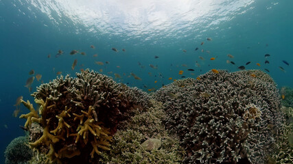 Fototapeta na wymiar Scene reef. Marine life sea world. Underwater fish reef marine. Philippines.