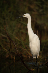 Portrait of a Little Egret at Asker marsh, Bahrain