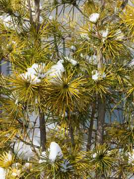 Pin mugo (Pinus mugo) ou pin de montagne, arbuste buissonnant, branches rampantes à port sphérique, au feuillage dense à aiguilles jaune verdâtre en hiver