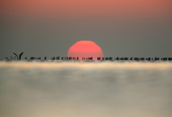 Fototapeta na wymiar An out of focus image of Great Cormorant during sunrise at Asker coast of Bahrain