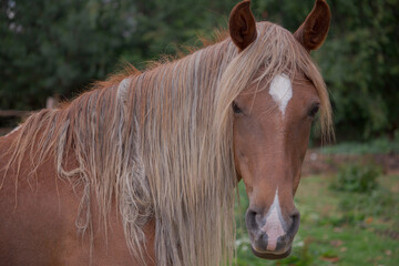 Fototapeta premium horse