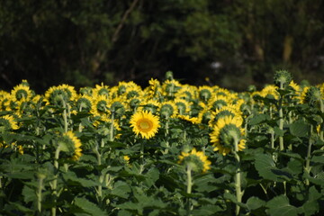 Obraz premium Sunflowers Farm 