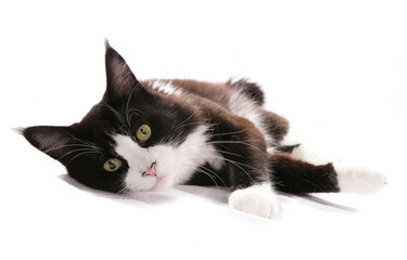 Maine Coon adult cat