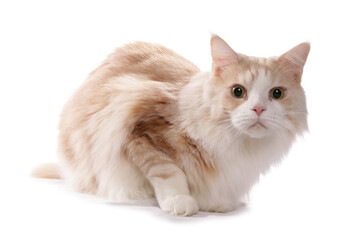 Maine Coon adult cat