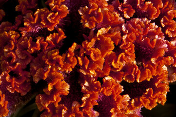 Cockscombs (Celosia cristata) in garden