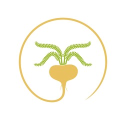 Maca peruvian logo. Isolated maca peruvian on white background