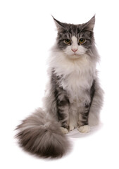 Maine Coon adult cat