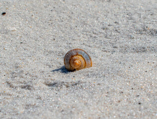 shell in the sand