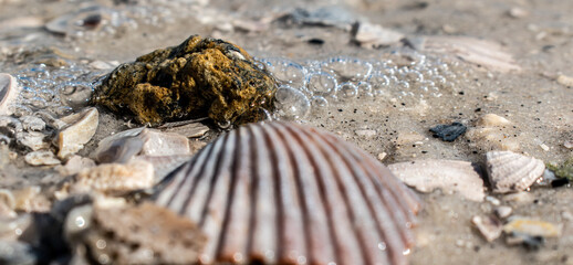 shells in the waves