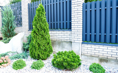Texture of profiled aluminum metal. Metal fence. urban landscaping, beautiful thuja occidentalis on the background of a modern fence made of metal profile.