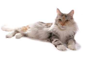 Maine Coon silver cream and white cat