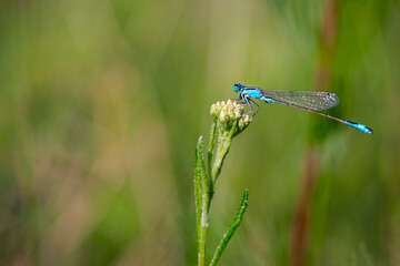 Enallagma cyathigerum. blue dragonfly on a meadow flower. Close-up dragonfly with big eyes sits on a white flower of a field plant. natural blurred green background. space for text