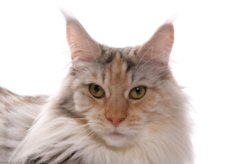 Maine Coon silver cream and white cat