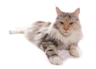 Maine Coon silver cream and white cat