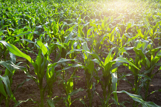 Young corn plants in fiels and sun light
