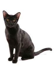 Asian bombay black adult cat