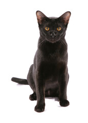 Asian bombay black adult cat