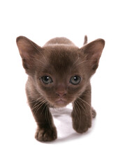 Asian brown kitten
