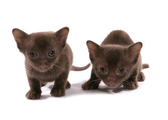 Asian brown kittens