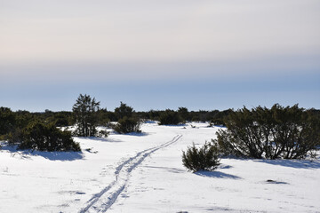 Ski tracks in the landscape Stora Alvaret in Sweden