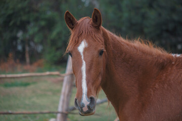 Naklejka premium horse