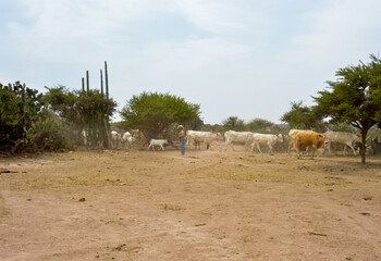 Cattle in mexican ranch.