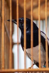 close up of a bird, magpie 