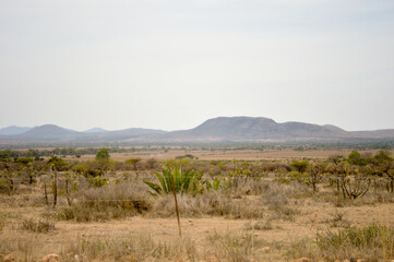 Mexico semi-arid view