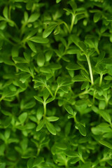 microgreen Foliage Background. Close-up of watercress microgreens.Vitamins on windowsill. Vegan and healthy superfood.Spring avitaminosis