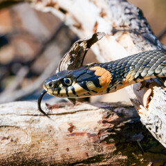 grass snake