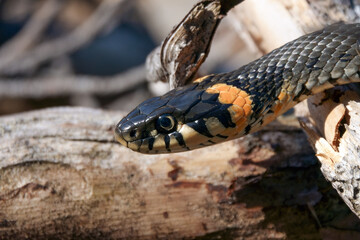 grass snake