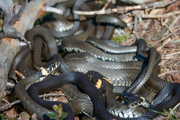 Obraz premium Grass snake copulation