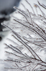 Icy branch. Winter landsacape on the forest