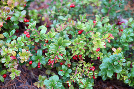 red berries of lingonberry on branches in nature