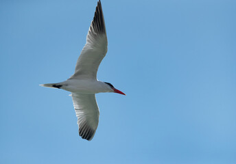 Caspian tern at flying at asker coast, Bahrain