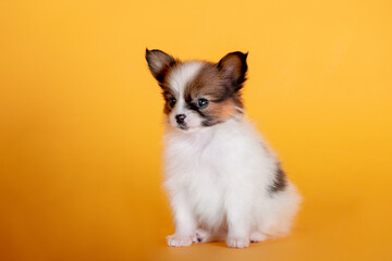 Fototapeta premium Small dogs of breed Papillon on the background