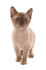 Burmese kitten isolated on a white background