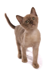 Burmese chocolate kitten